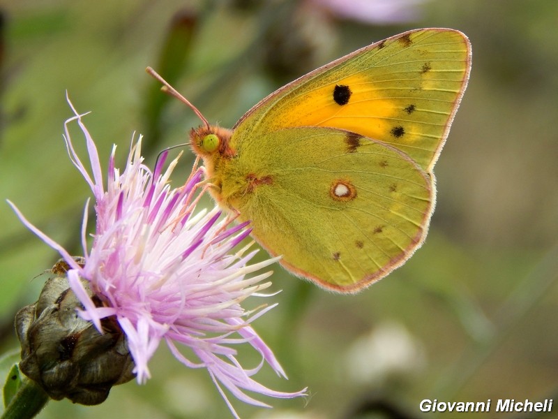 Parco del Ticino: incontri del 12.10.14